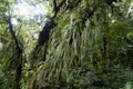 Interior of the rainforest in Tapanti National Park. Costa Rica Royalty Free Stock Photo