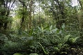 Interior of the rainforest in Tapanti National Park. Costa Rica Royalty Free Stock Photo