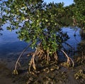Interior of a Red Mangrove habitat in Florida