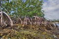 Interior of a Red Mangrove habitat in Florida