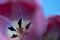 Interior of a red Tulip