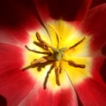 Interior red  and yellow tulip close up Royalty Free Stock Photo