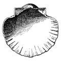 Interior Scallop Shell have a decorative background for vases and busts, vintage engraving