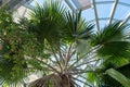 Interior shot of the Winter Gardens in Sunderland Museum, UK, showing a giant palm tree.