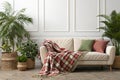 Interior with sofa, plants, and plaid on white wall Royalty Free Stock Photo