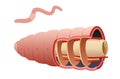 Earthworm septum is a membrane that is flexible enough to allow for contraction of the internal muscles Royalty Free Stock Photo