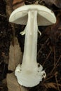 The interior of the toxic amanita phalloides or Death Cap mushroom. Royalty Free Stock Photo