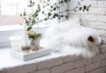 Interior tray decoration with burning candle, mimosa flowers and branches