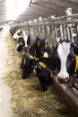 Interior of the typical cow farm in Belarus.