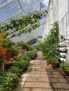 Interior of a Victorian garden greenhouse. Royalty Free Stock Photo