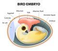 Interior view of a birds egg