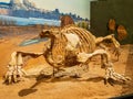 Interior view of the Cotylorhynchus Romeri fossil in Sam Noble Oklahoma Museum of Natural History Royalty Free Stock Photo