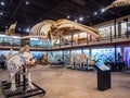 Interior view of the Museum of Osteology