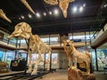 Interior view of the Museum of Osteology