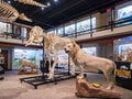 Interior view of the Museum of Osteology