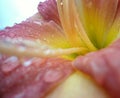 Interior view of a pink flower with yellow center, with long filamentous stamens and many drops of water on the petals