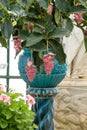 Pink Medinilla Magnifica in oriental vase in The Embarcadere at the The Royal Greenhouses at Laeken, Brussels, Belgium. 