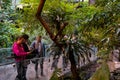 Interior view of tropical rainforest section inside Montreal Biodome. Royalty Free Stock Photo