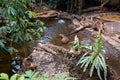 Interior view of tropical rainforest section inside Montreal Biodome Royalty Free Stock Photo