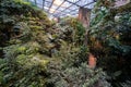 Interior view of tropical rainforest section inside Montreal Biodome Royalty Free Stock Photo