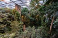 Interior view of tropical rainforest section inside Montreal Biodome Royalty Free Stock Photo