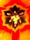 Interior yellow and red tulip close up Royalty Free Stock Photo