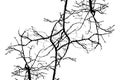 Interlacing of branches