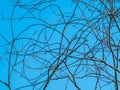 Interlacing branches without leaves on blue background