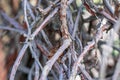 Interlacing branches of lemongrass without leaves