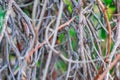 Interlacing branches of lemongrass without leaves