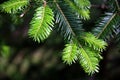 Interlacing of new sprigs of fir with their spring green color