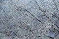 Interlacing or pattern of white snow-covered tree branches.