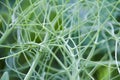 Interlacing of pea stalks. Natural abstract background of green curls of stalks. Green pea