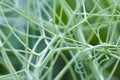 Interlacing of pea stalks. Natural abstract background of green curls of stalks. Green pea