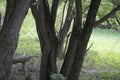 Interlacing trunks of willow. Autumn in the park.