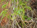 Interlacing wild grape branches