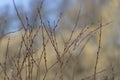 Interlacing willow branches with budding buds in spring Royalty Free Stock Photo