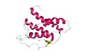 Structure of human interleukin-4