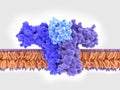 Interleukin 4 IL-4 bound to its receptor