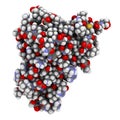 Interleukin 4 (IL-4, human, recombinant) protein. Cytokine that induces differentiation of naive helper T cells to Th2 lymphocytes