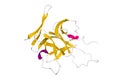 Structure of human interleukin-33