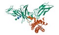 Structure of human interleukin-12 heterodimer