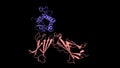 Structure of human interleukin-7 blue in complex with its alpha receptor pink