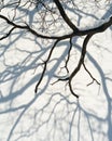 Interlocking tree branches cast intricate shadows on a fresh blanket of snow Royalty Free Stock Photo