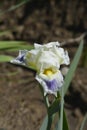 Intermediate Bearded Iris Bering Sea