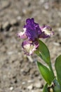 Intermediate bearded iris Devils Playground Royalty Free Stock Photo
