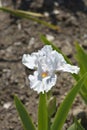 Intermediate bearded iris I`ll Be Back Royalty Free Stock Photo