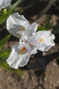 Intermediate bearded iris I`ll Be Back Royalty Free Stock Photo