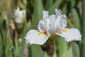 Intermediate bearded iris I\'ll Be Back Royalty Free Stock Photo