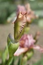 Intermediate bearded iris Lingering Royalty Free Stock Photo